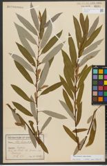 Foto von Salix triandra subsp. triandra L.